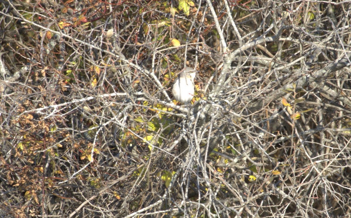 Northern Mockingbird - ML505005511