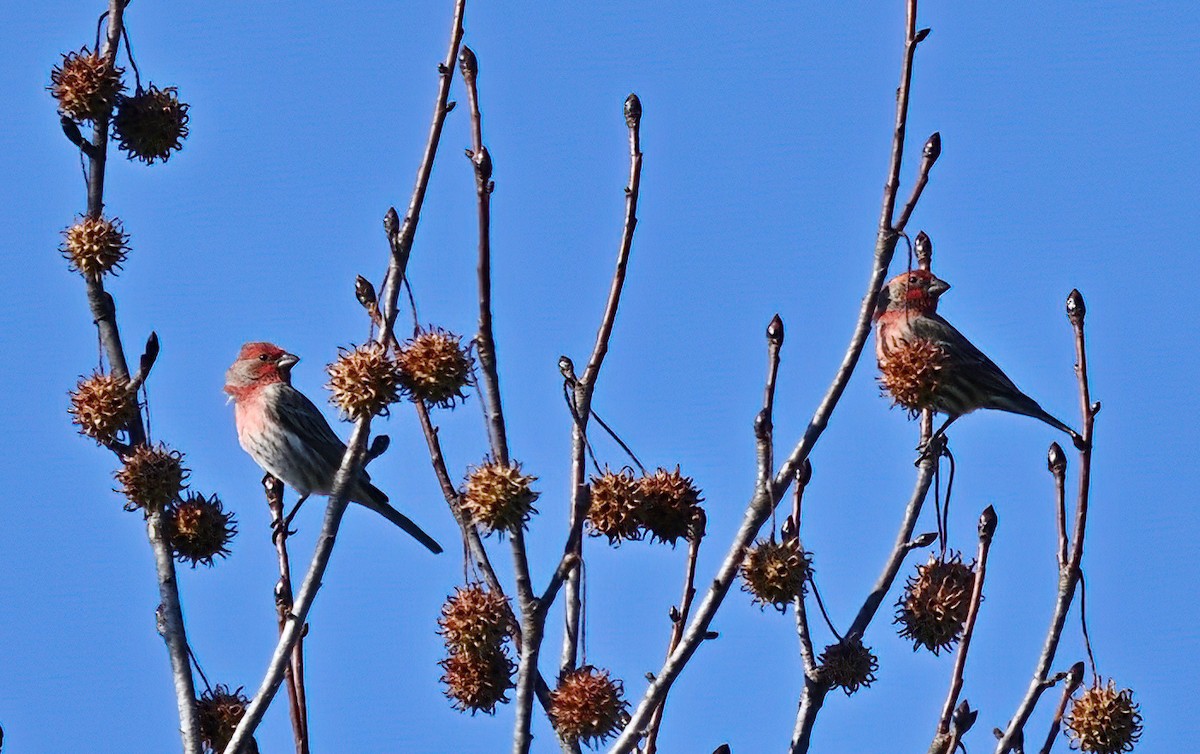 House Finch - ML505006801