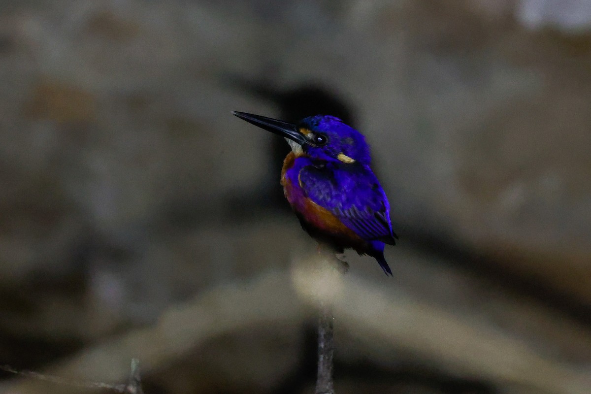 Azure Kingfisher - ML505007121