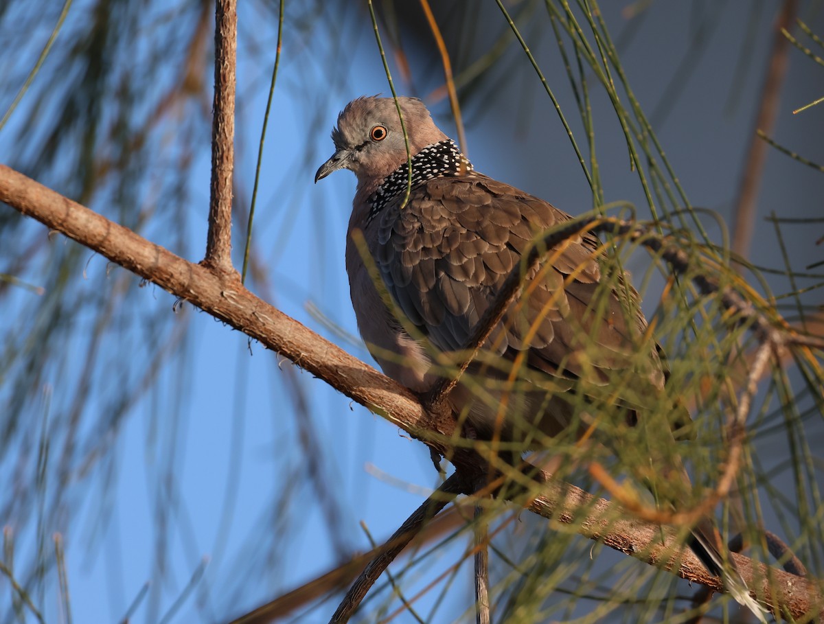 Spotted Dove - ML505009121