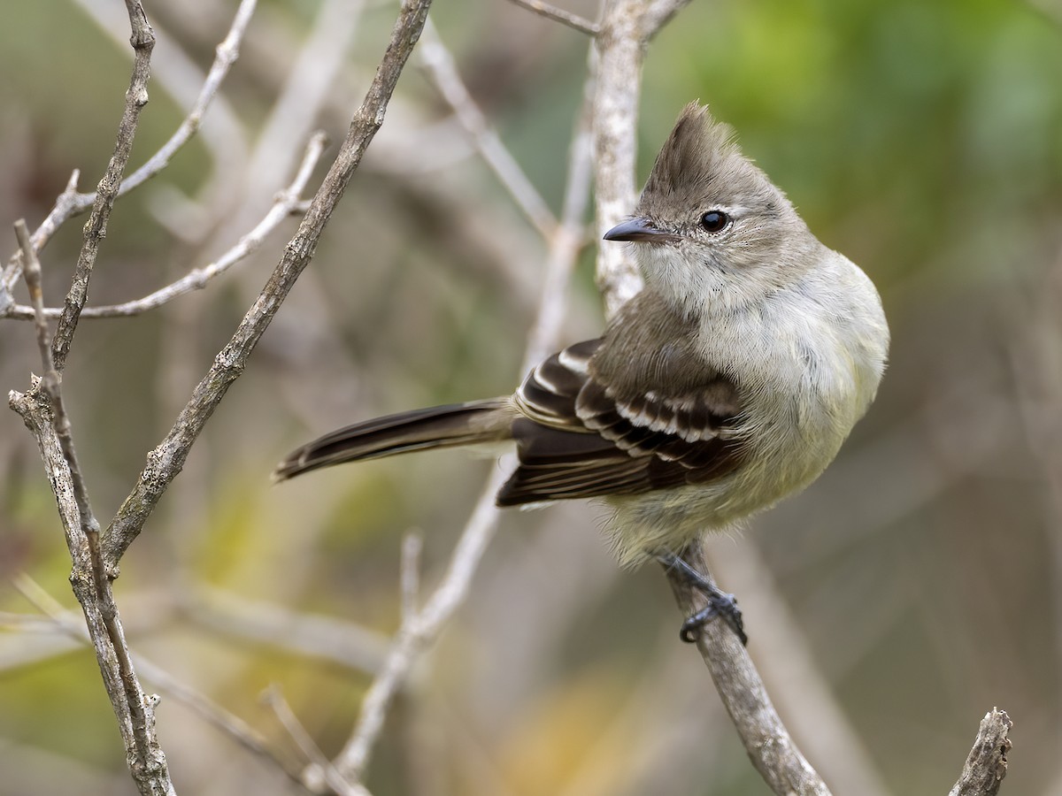 Plain-crested Elaenia - ML505009141