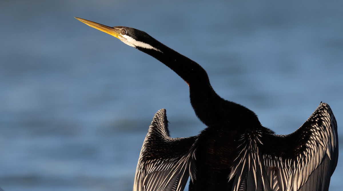 anhinga australská - ML505009171