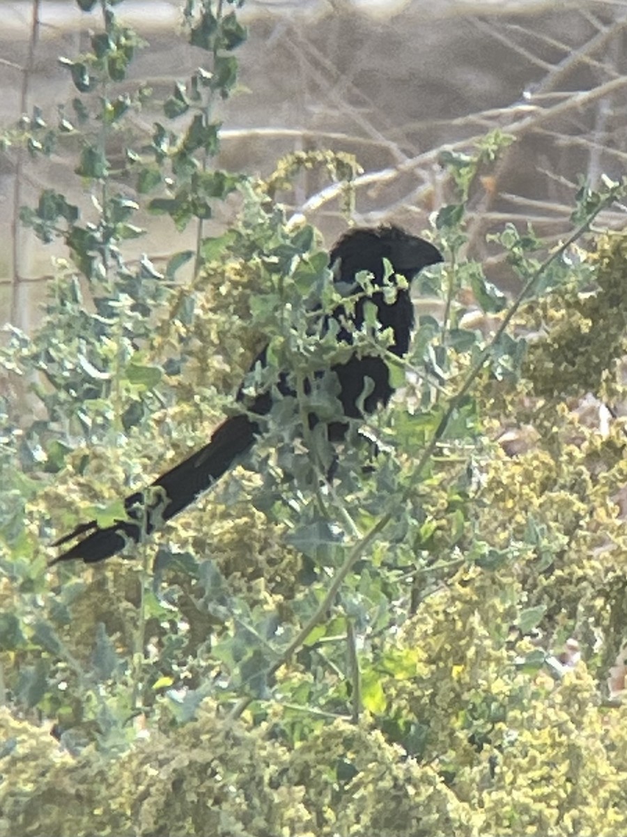 Groove-billed Ani - ML505009971