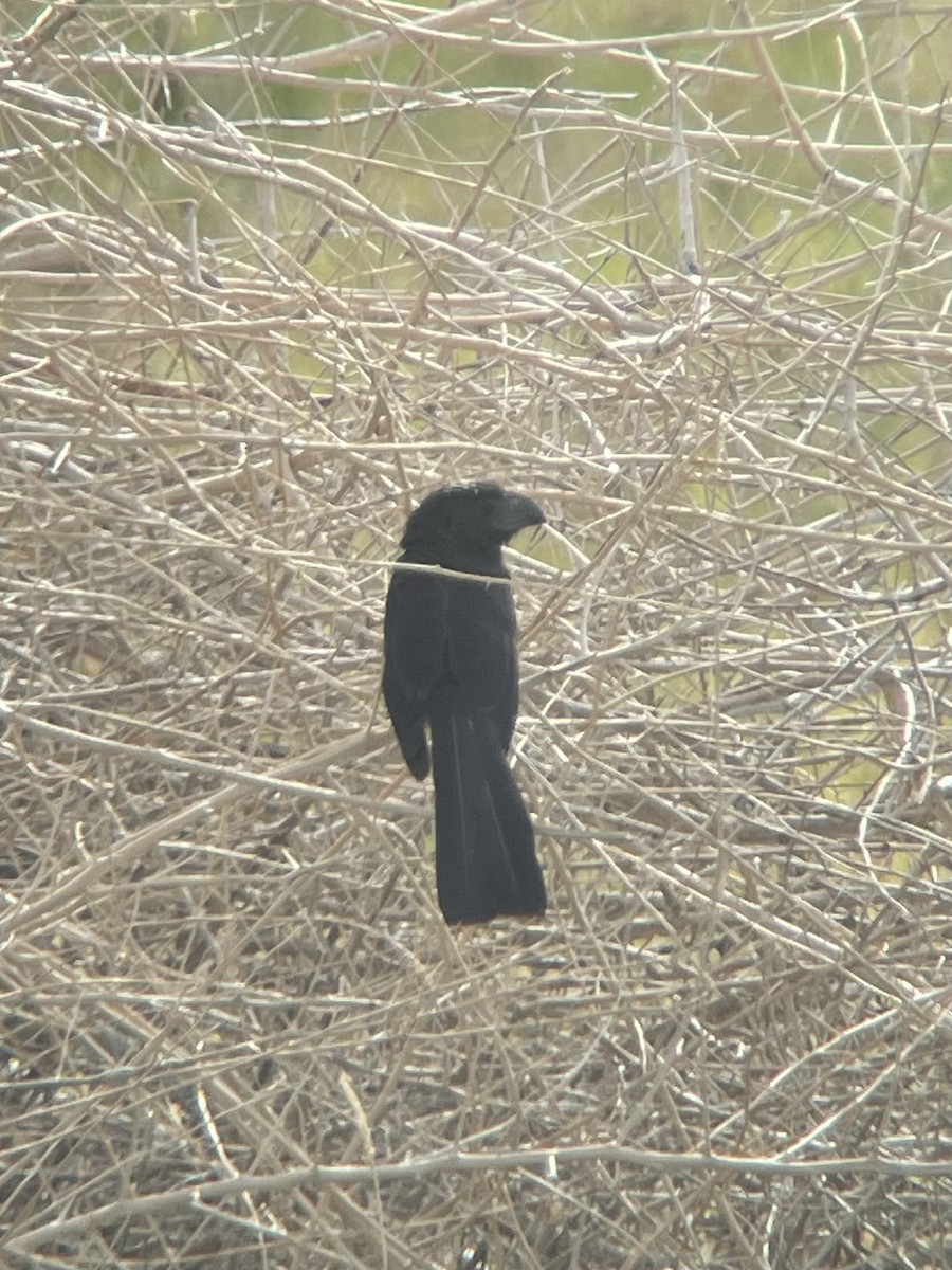 Groove-billed Ani - ML505009981