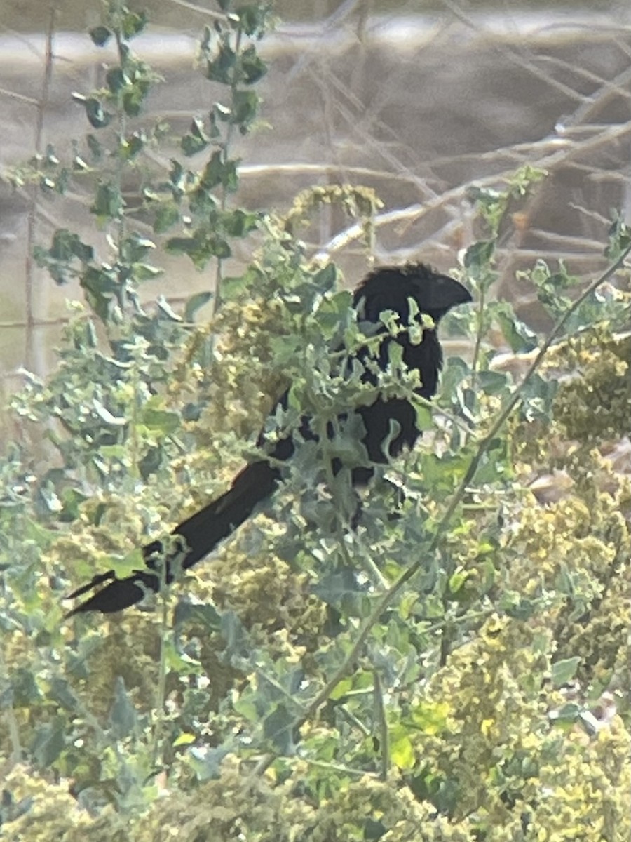 Groove-billed Ani - ML505009991