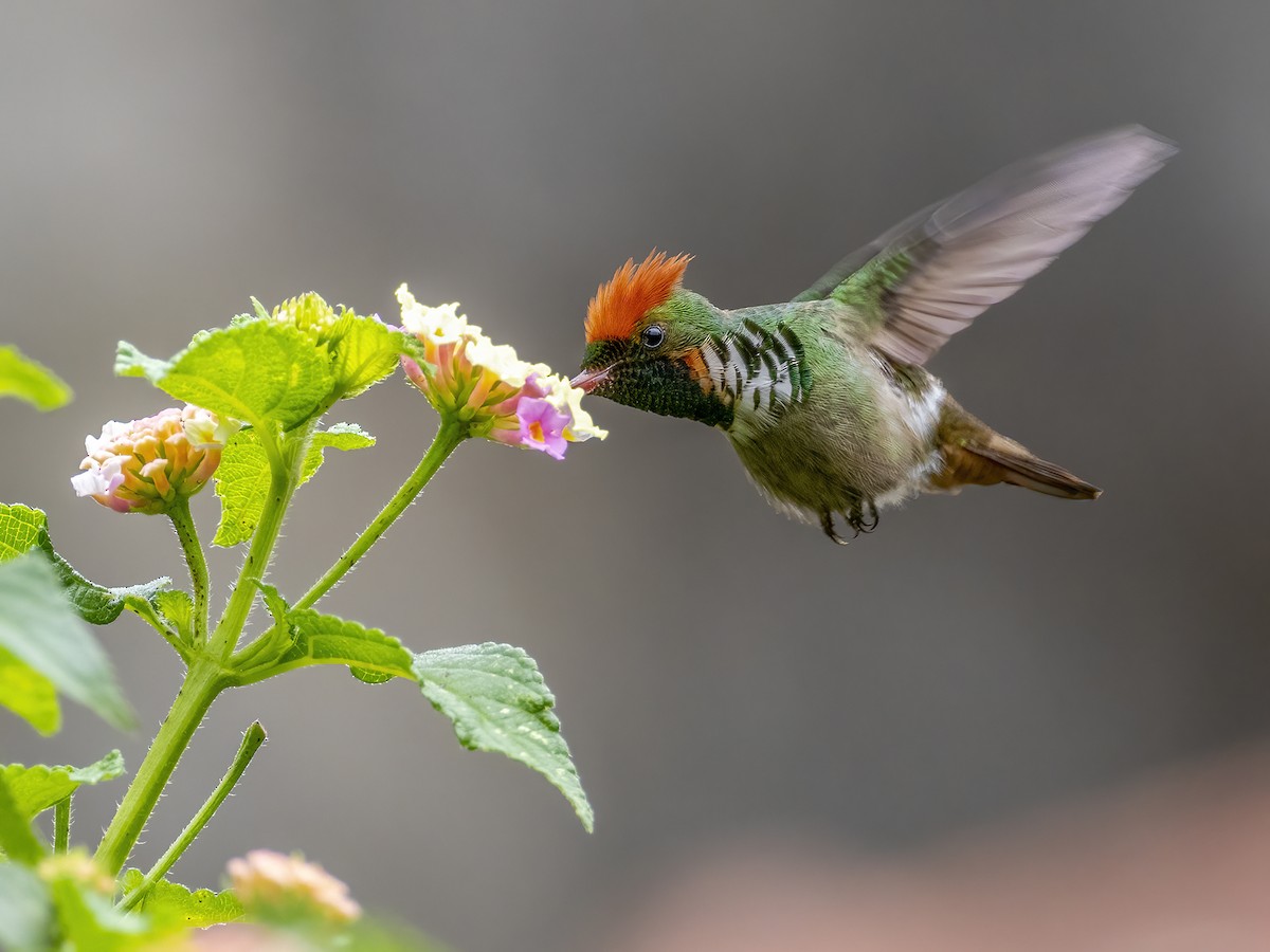 Frilled Coquette - Andres Vasquez Noboa