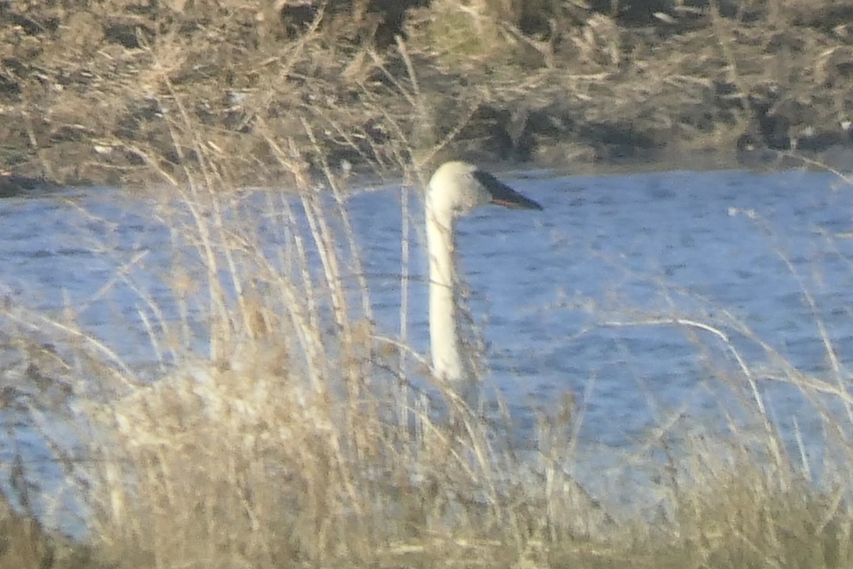 Trumpeter Swan - ML505012251