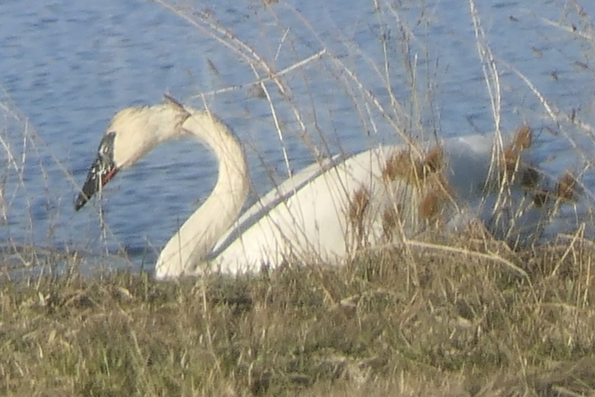 Trumpeter Swan - ML505012261