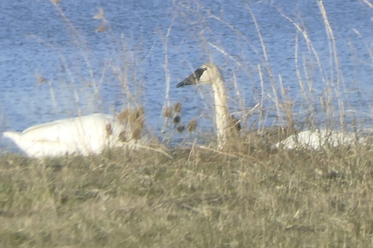 Trumpeter Swan - ML505012271