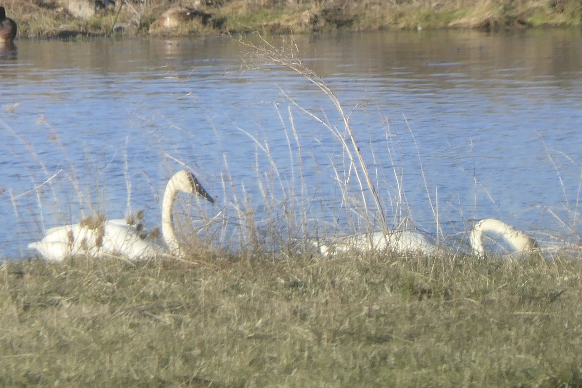 Trumpeter Swan - ML505012281