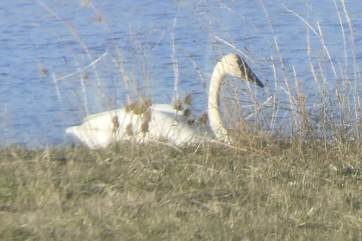 Trumpeter Swan - ML505012291
