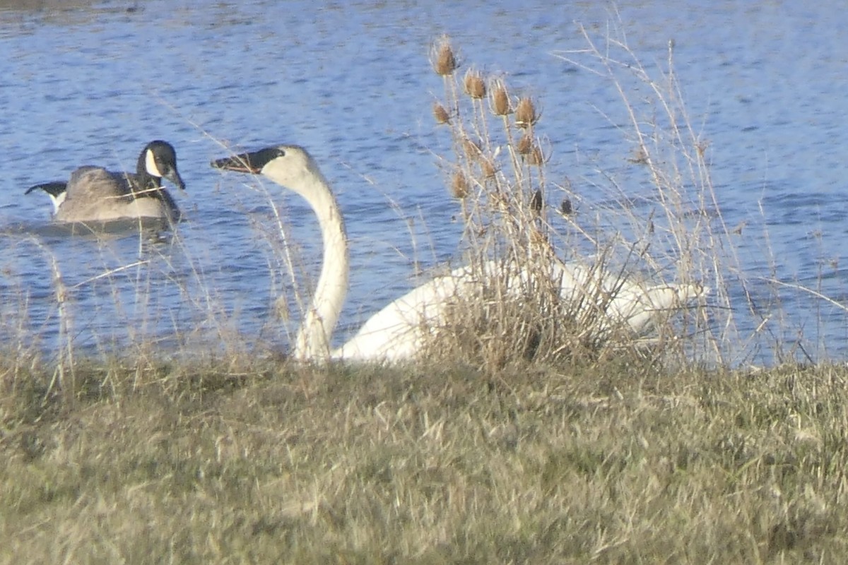 Trumpeter Swan - ML505012301