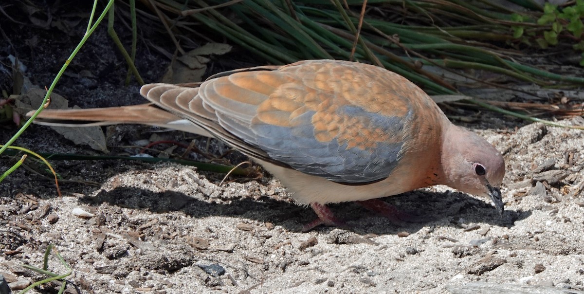 Tórtola Senegalesa - ML505012511