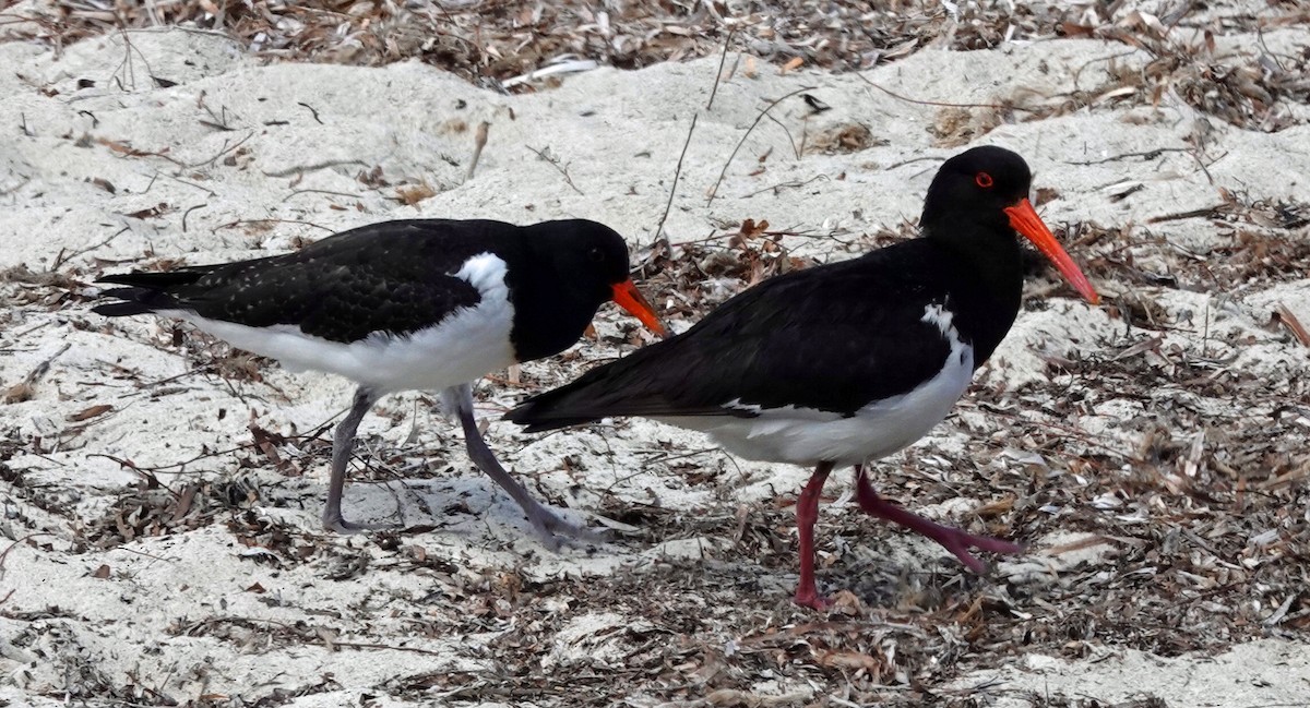 Pied Oystercatcher - ML505012601