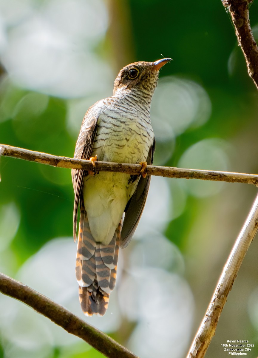 Brush Cuckoo - ML505015201