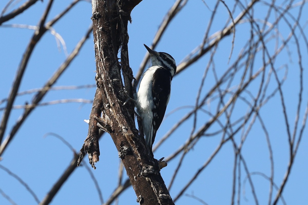 Hairy Woodpecker - ML505015831