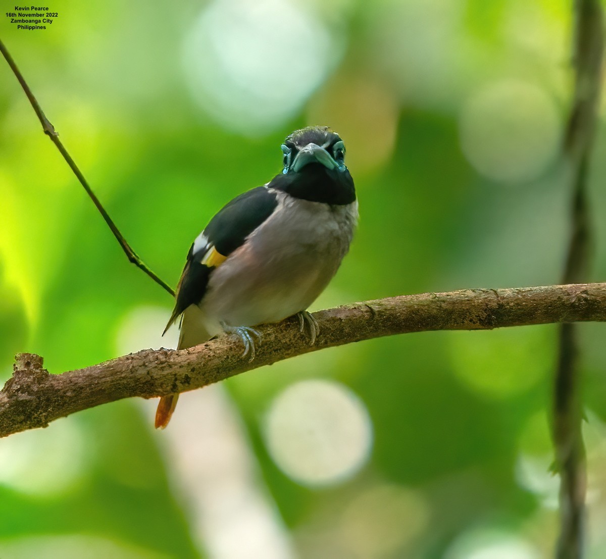 Wattled Broadbill - ML505016081