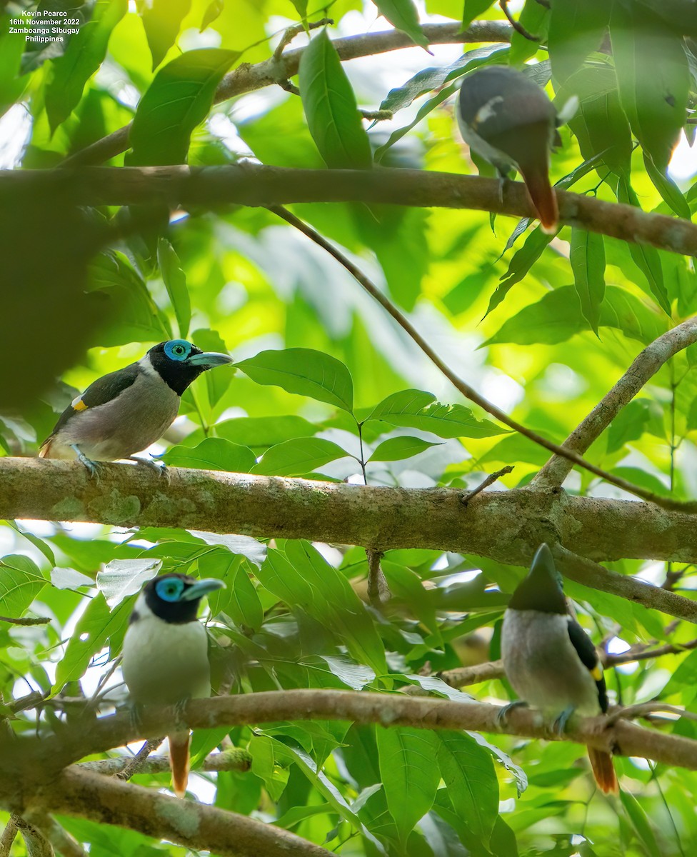 Wattled Broadbill - ML505016091