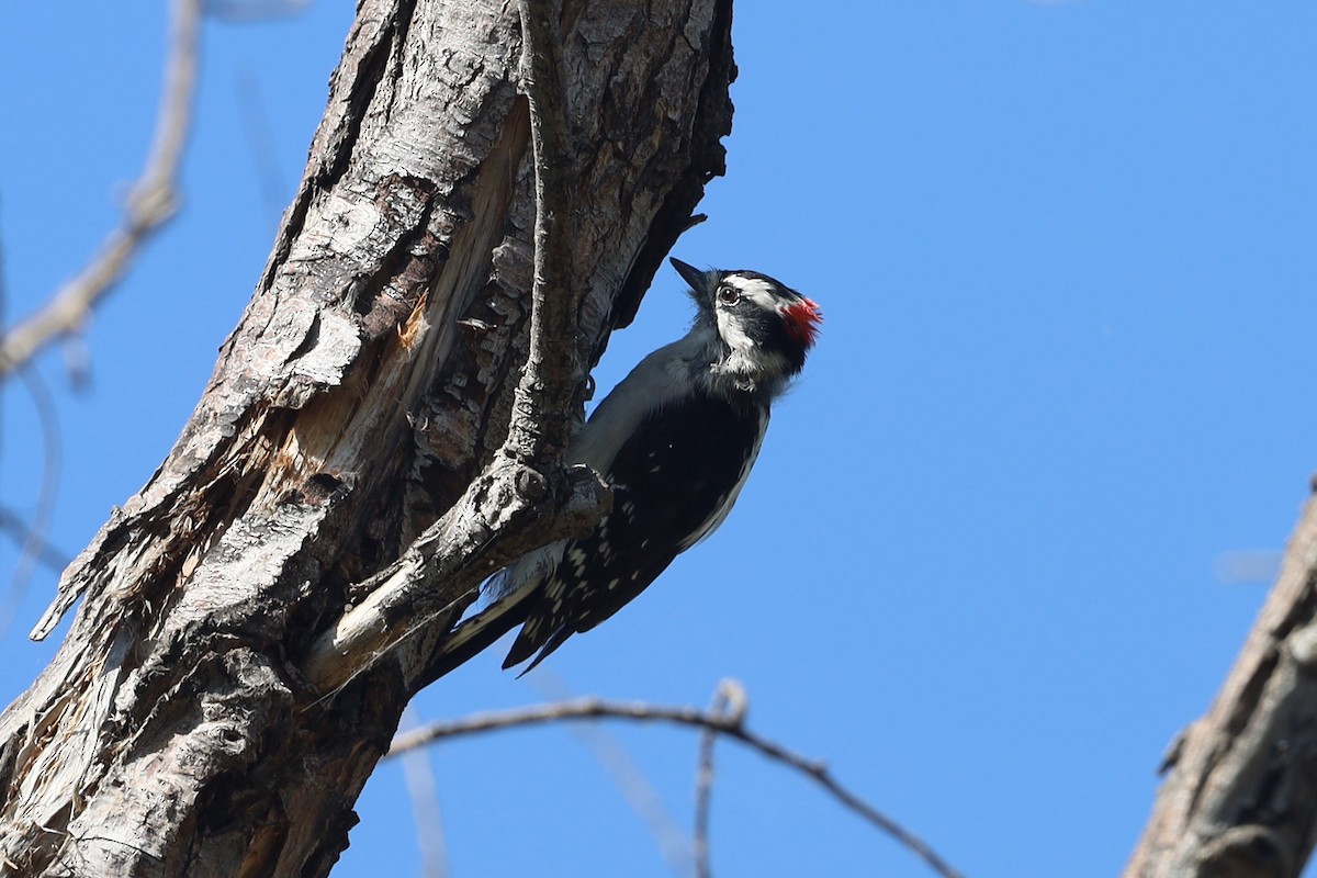 Downy Woodpecker - William Rockey