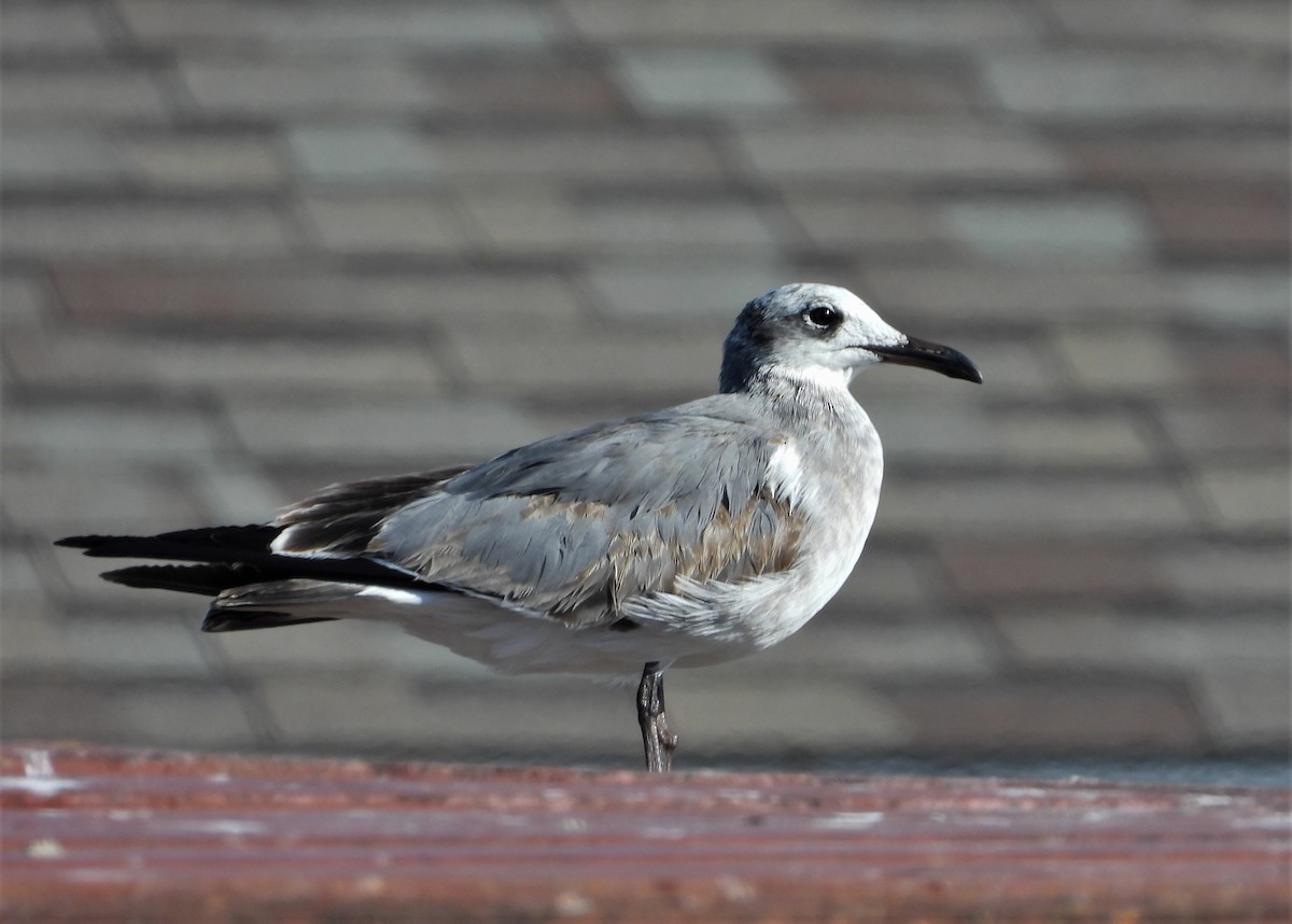 Laughing Gull - ML505019521