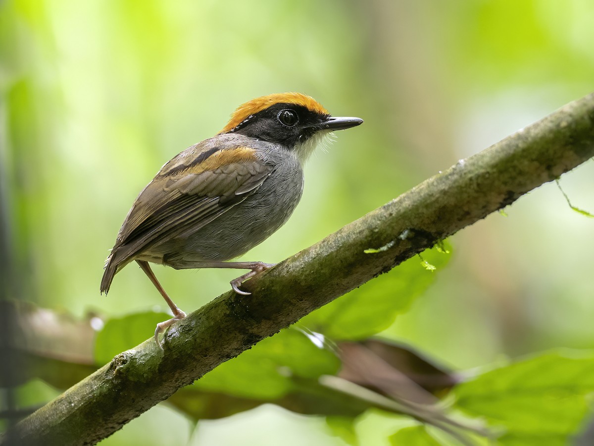 Black-cheeked Gnateater - Andres Vasquez Noboa