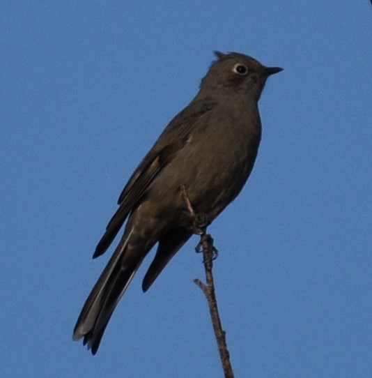 Townsend's Solitaire - ML505020771