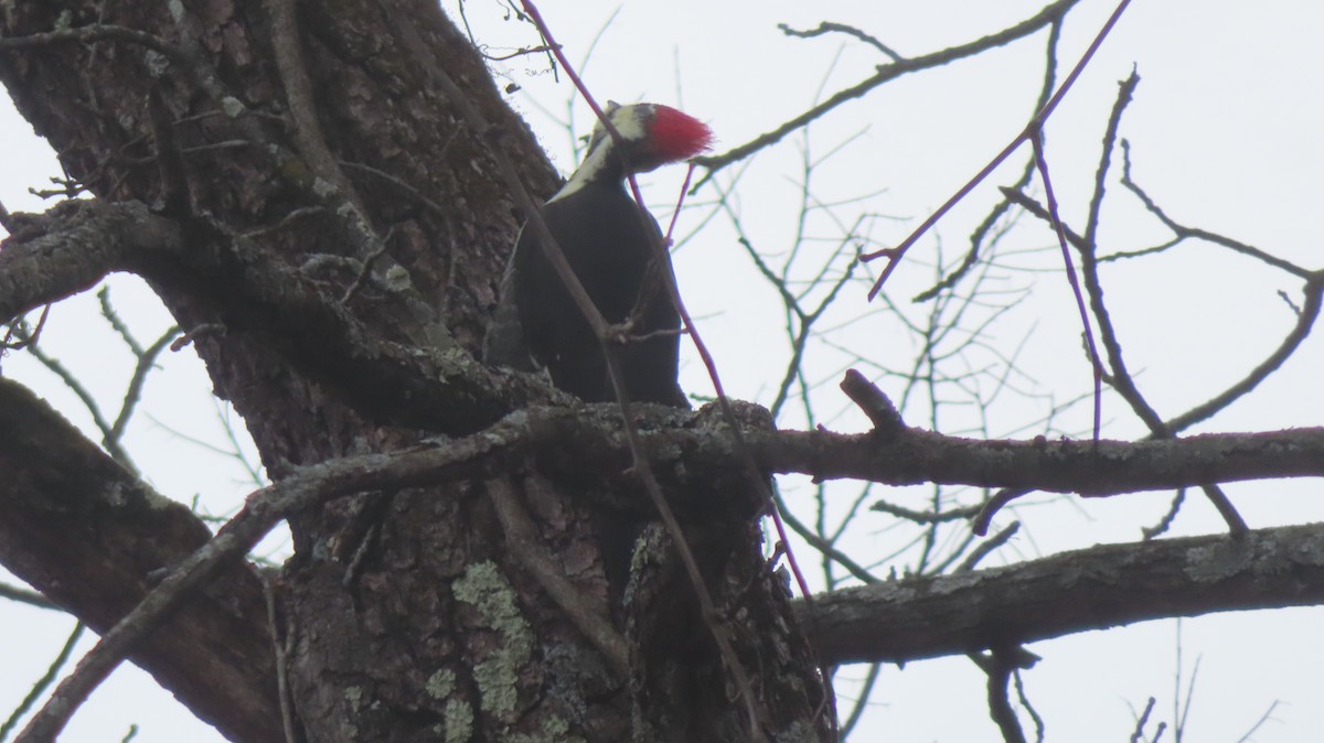 Pileated Woodpecker - ML505021201