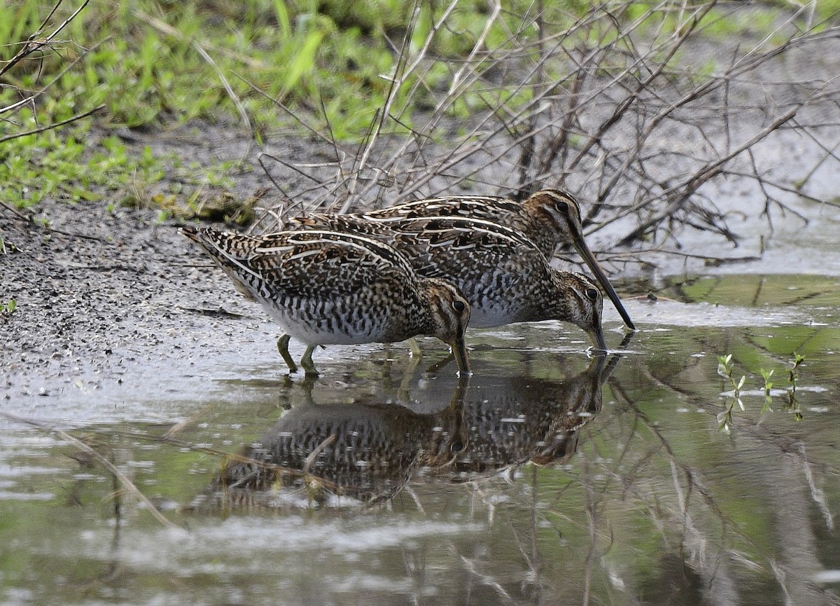 Wilson's Snipe - ML505022431