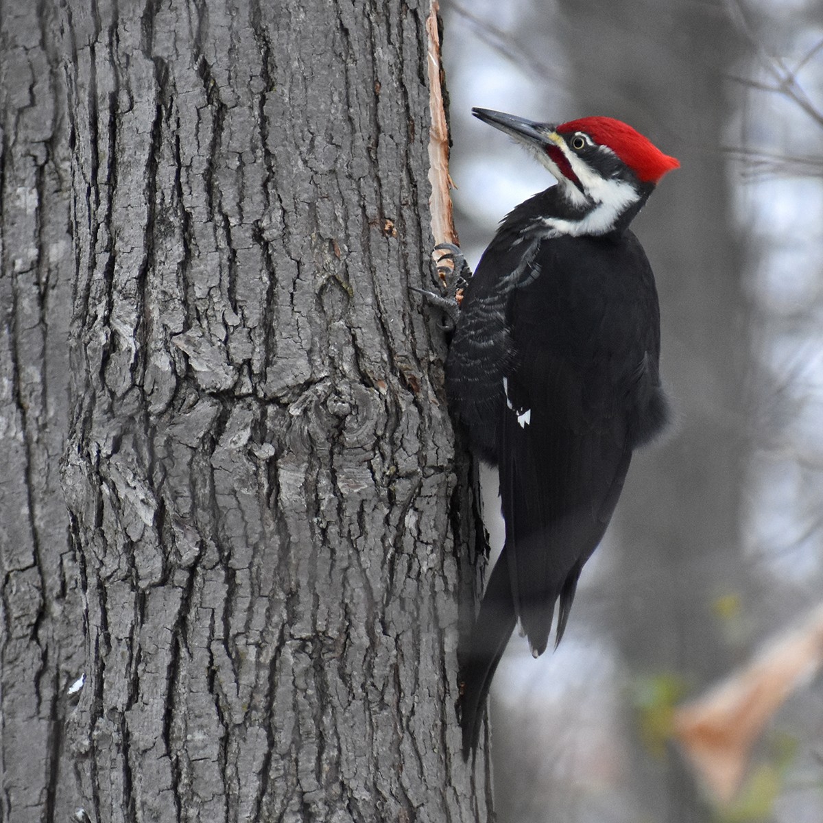Pileated Woodpecker - John Sproule