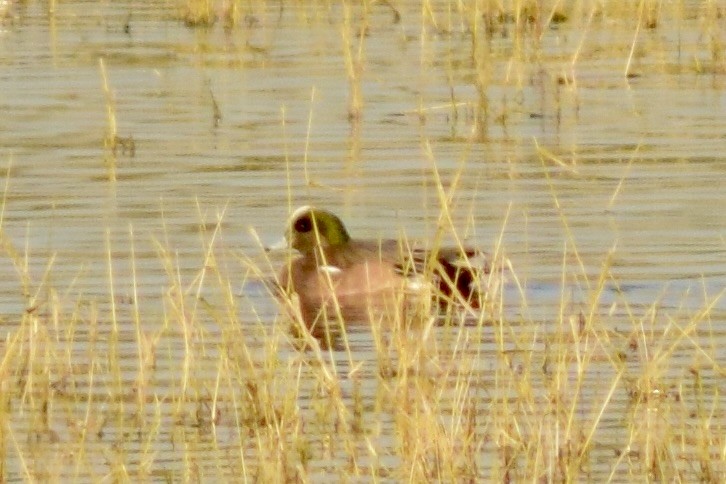 American Wigeon - ML505024541