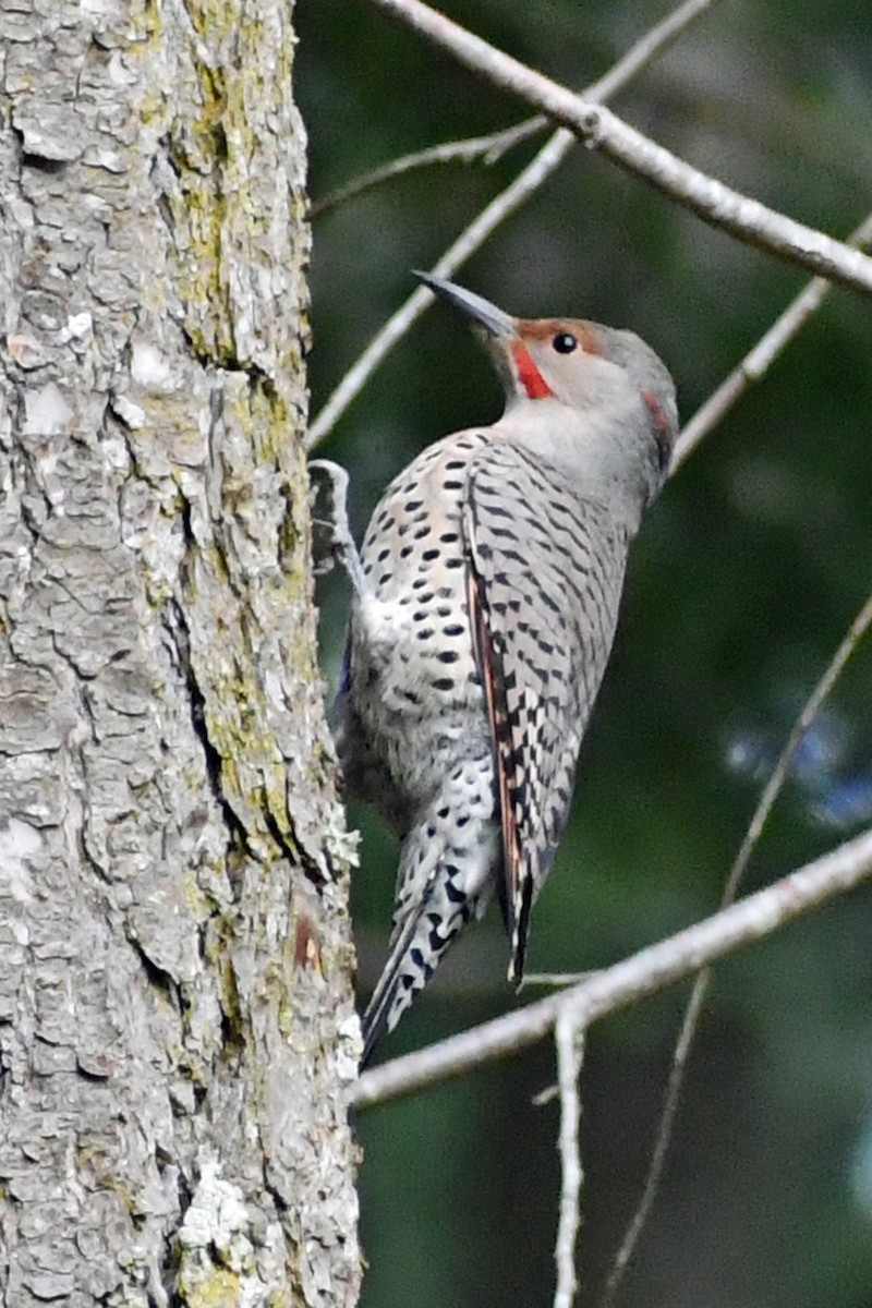 Northern Flicker (Red-shafted) - ML505025511
