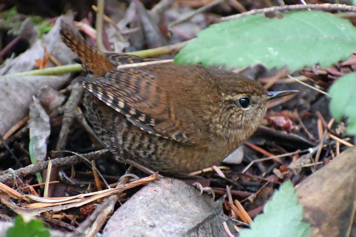 Pacific Wren - ML505025611