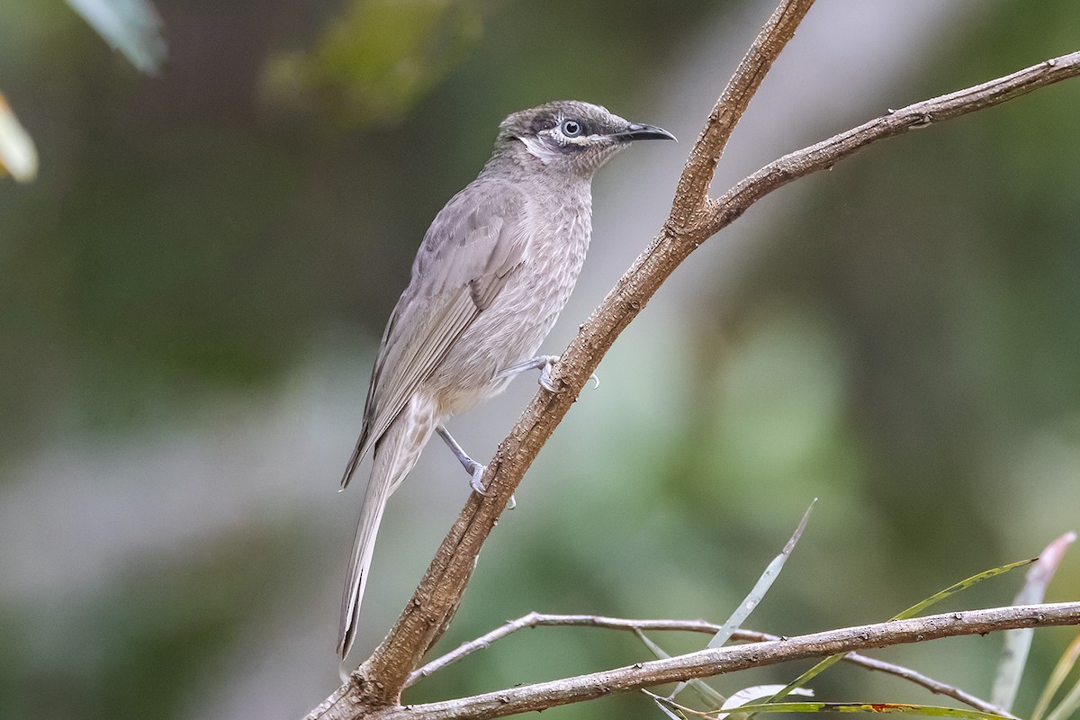 Eungella Honeyeater - ML505026881