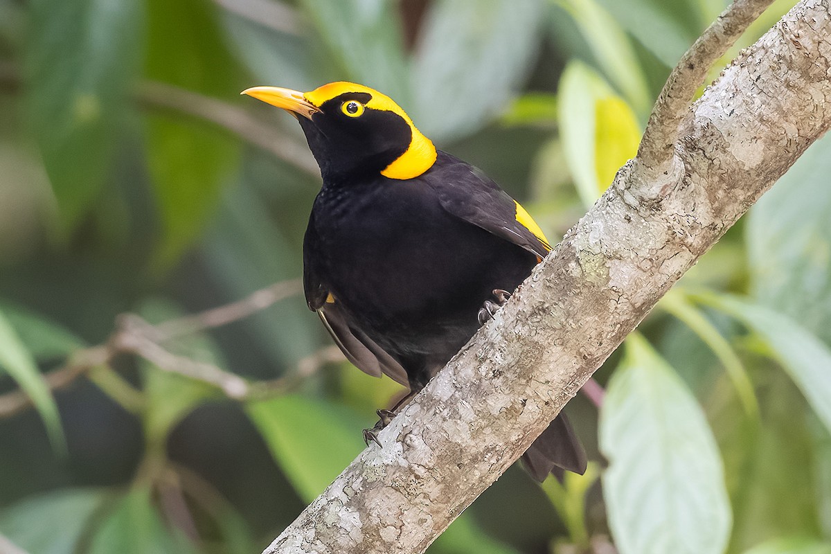 Regent Bowerbird - ML505027011
