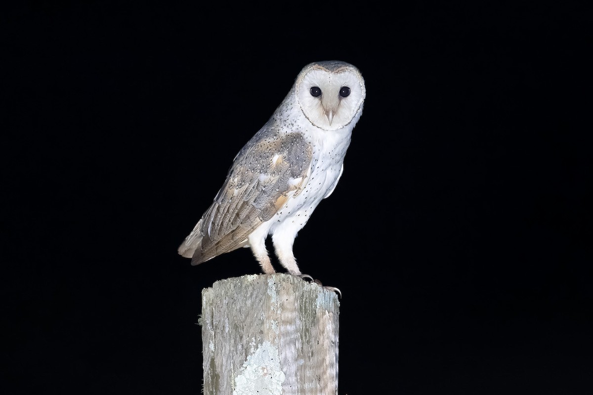 Barn Owl - Jeremy Edwards