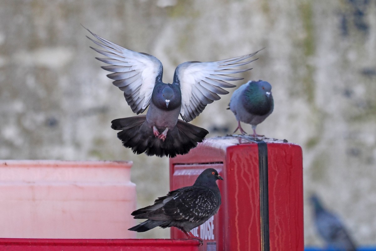 Rock Pigeon (Feral Pigeon) - ML505027831