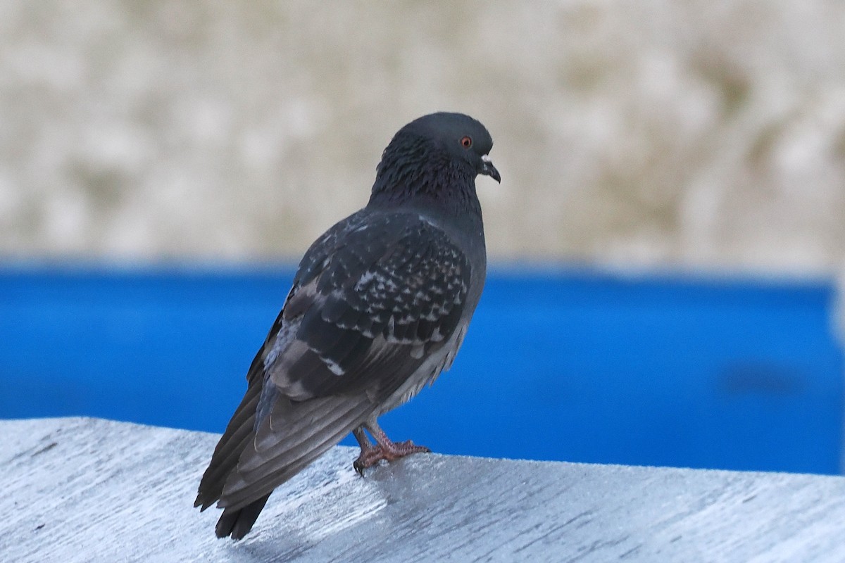 Rock Pigeon (Feral Pigeon) - ML505028911