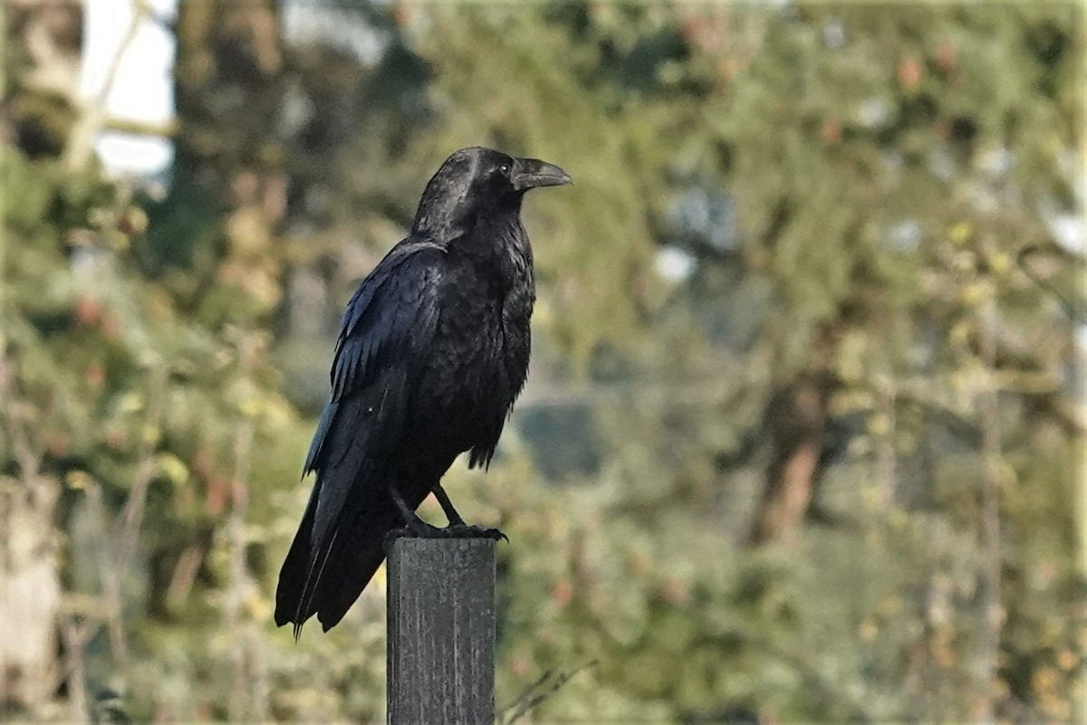 Common Raven - ML505029531