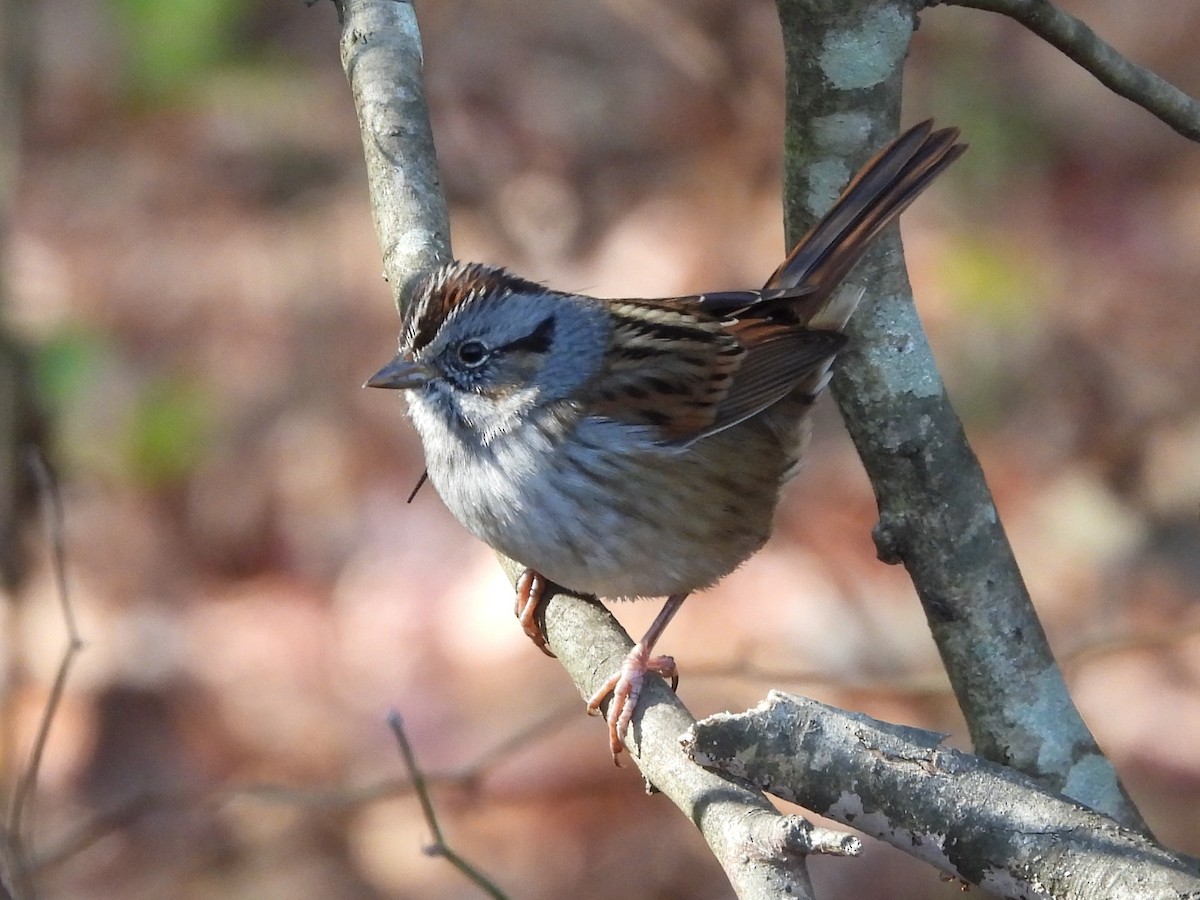 Swamp Sparrow - ML505029711