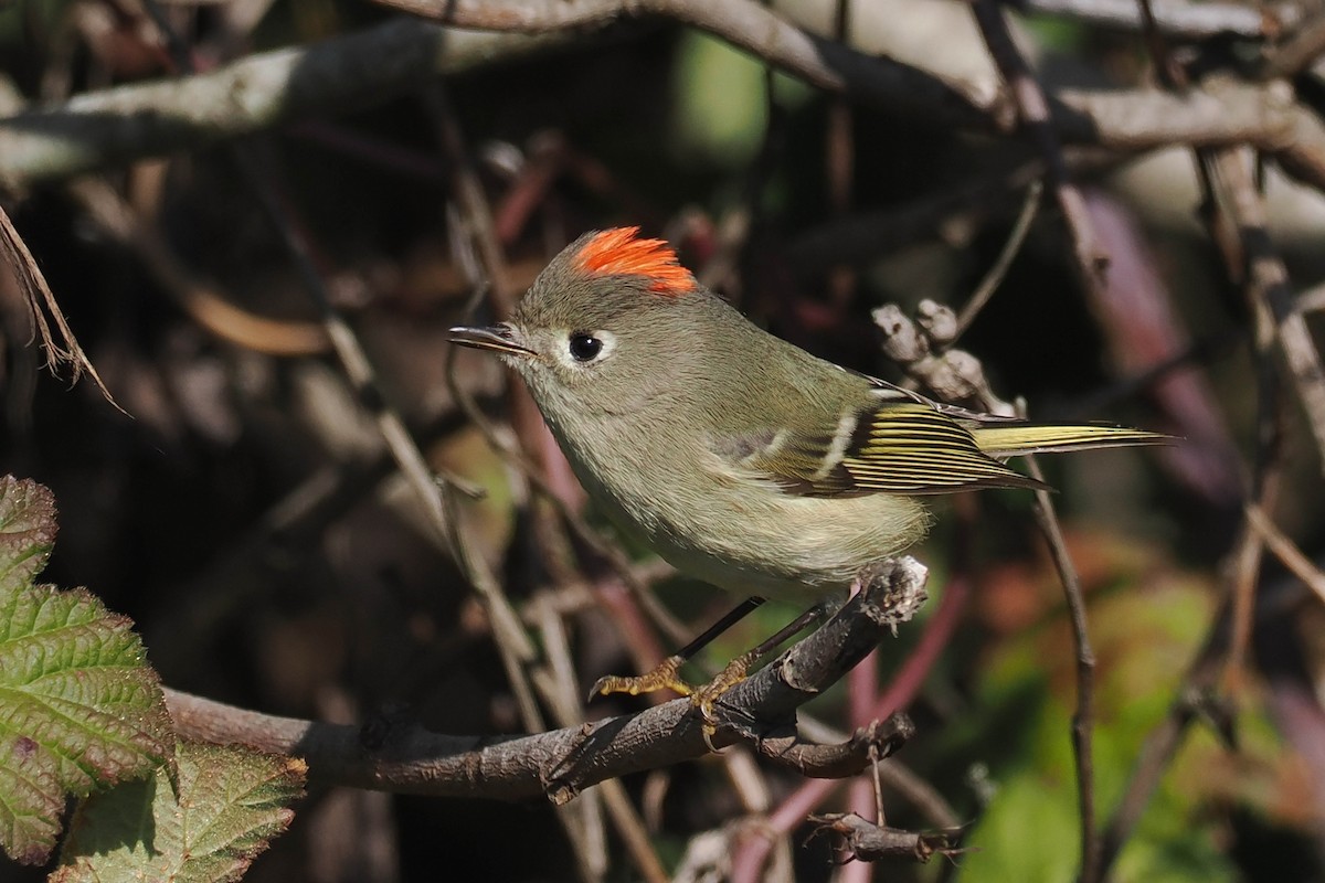 Ruby-crowned Kinglet - Donna Pomeroy