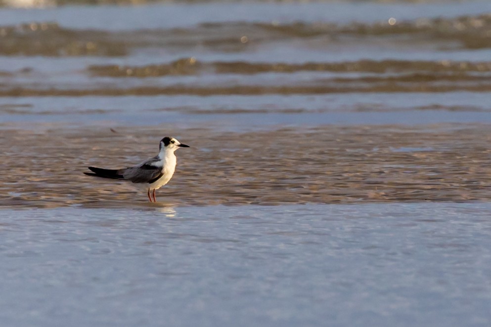 White-winged Tern - ML505030331