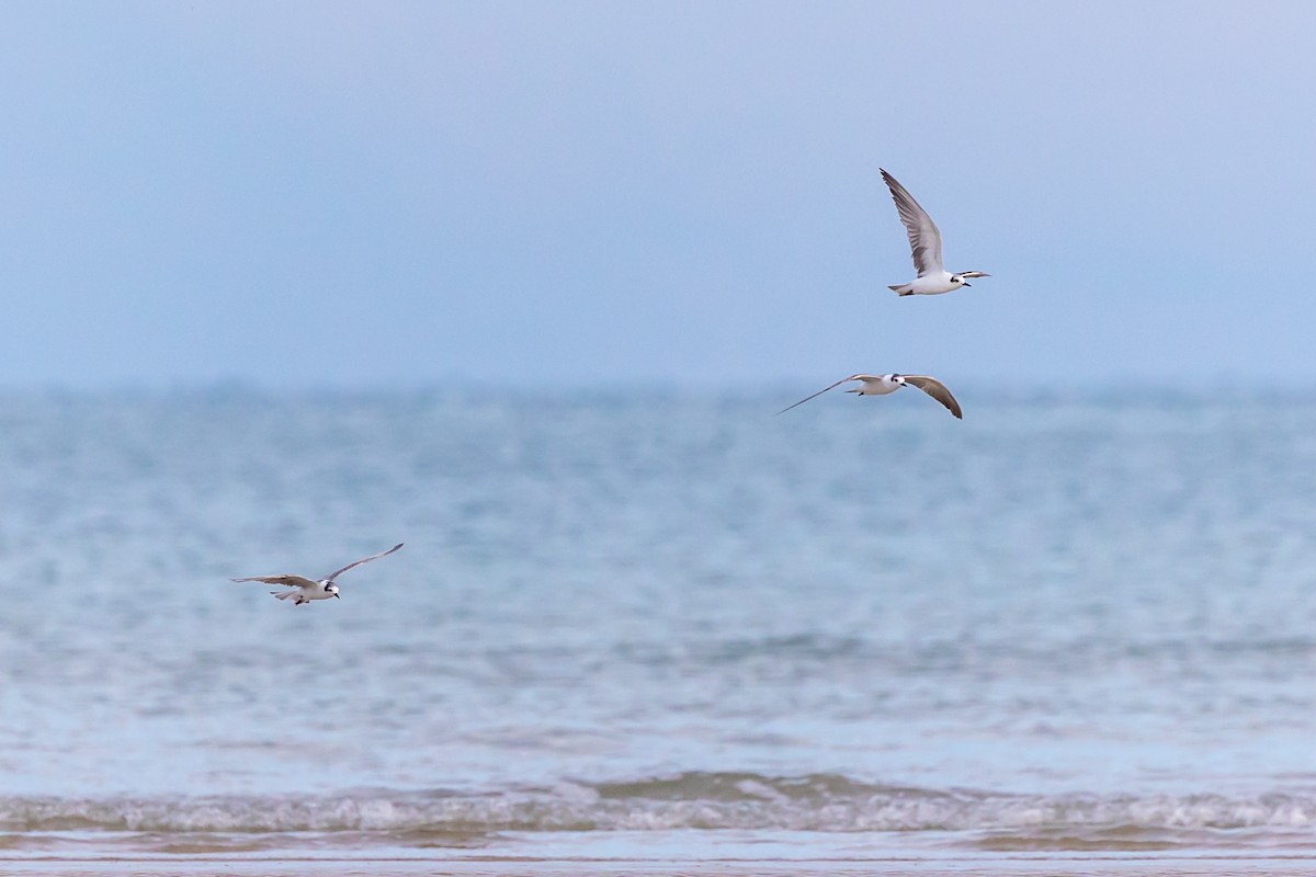 White-winged Tern - Dana Cameron