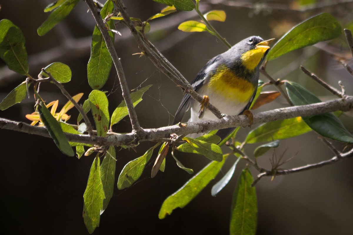 Northern Parula - ML505030791