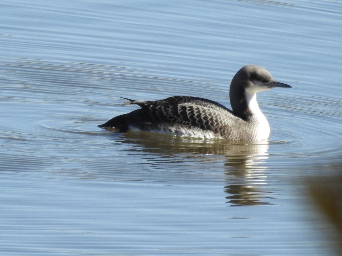 Pacific Loon - ML505031461