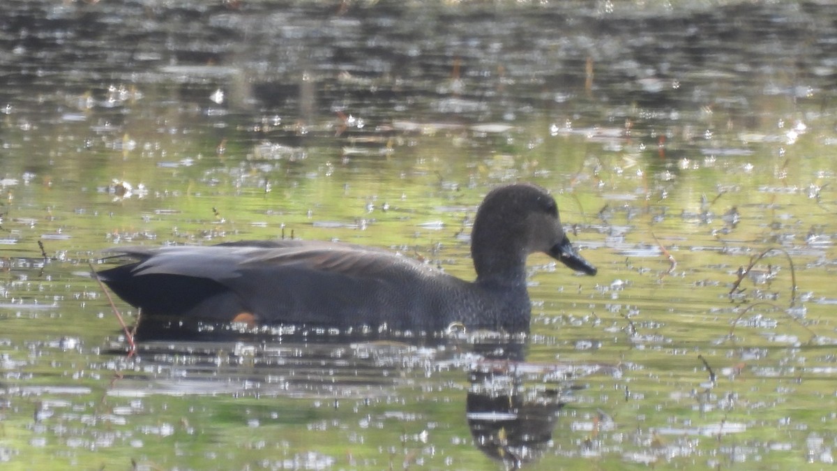 Gadwall - ML505031591