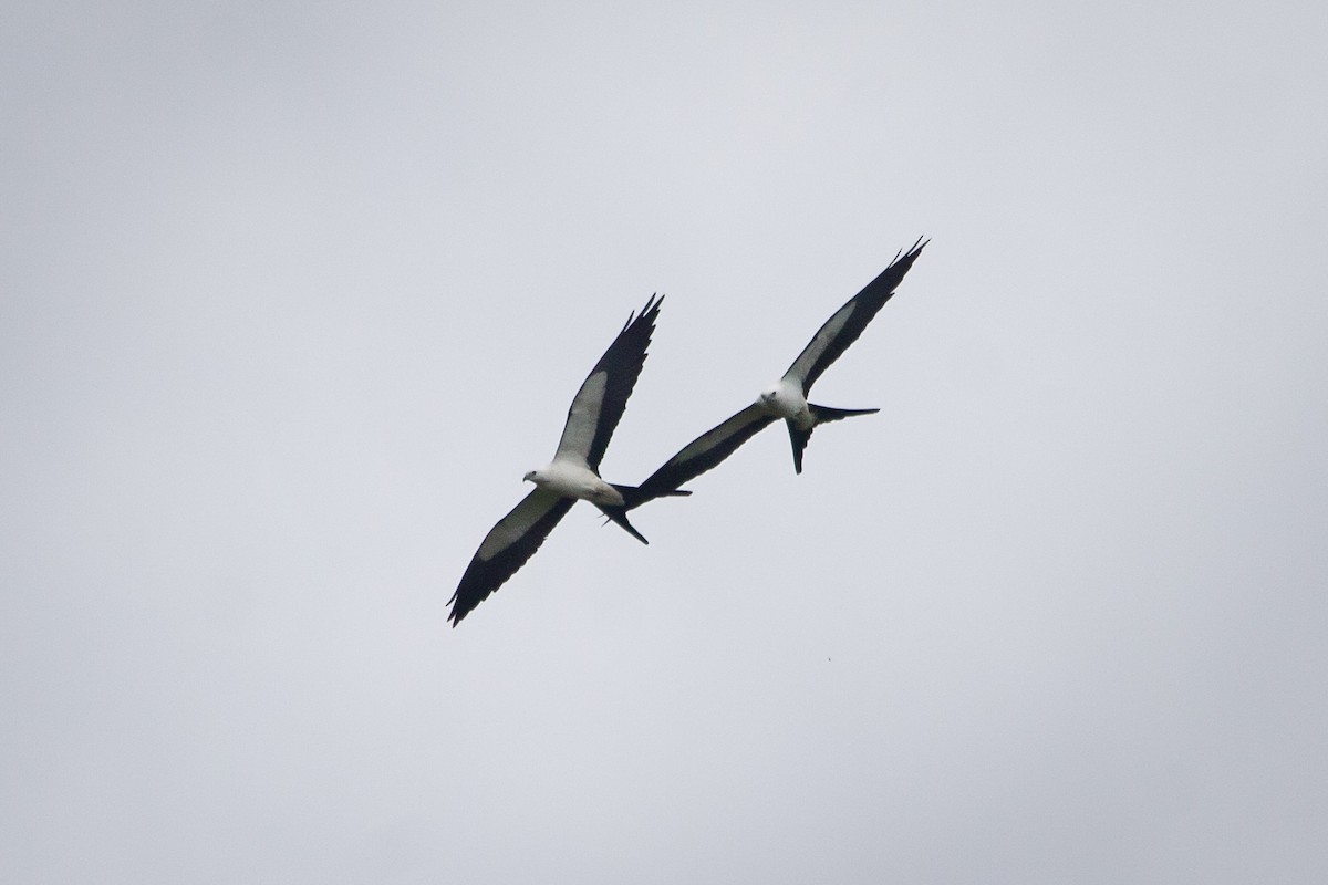 Swallow-tailed Kite - ML505032011