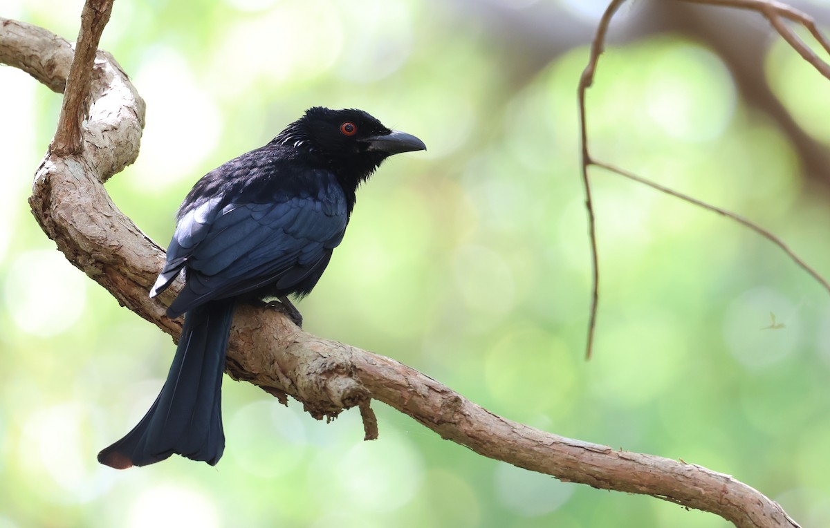 Spangled Drongo - ML505032471