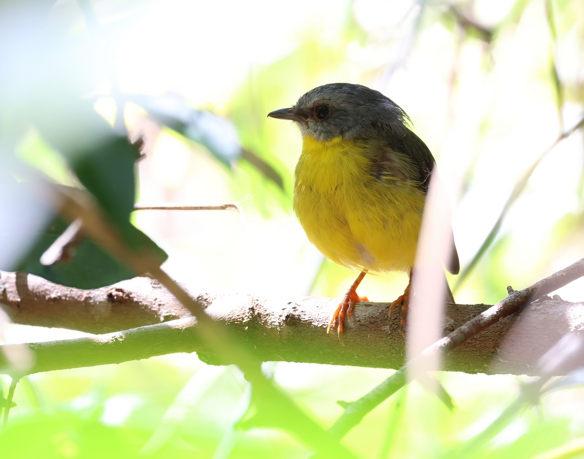 Eastern Yellow Robin - ML505032481