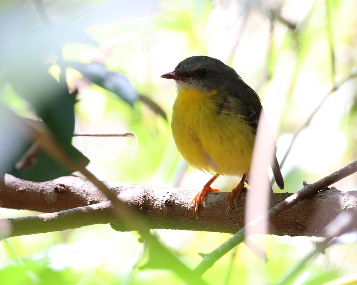 Eastern Yellow Robin - ML505032491