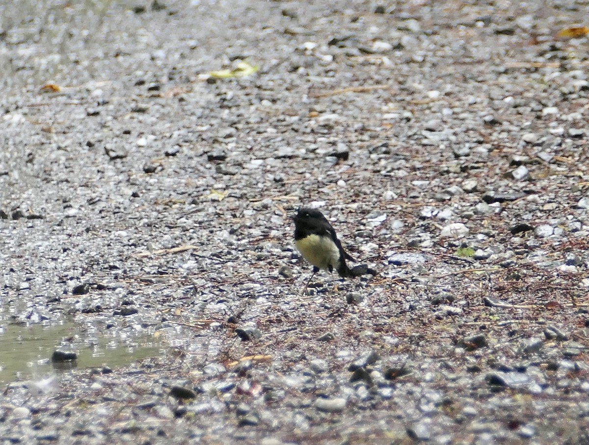 Tomtit (New Zealand) - ML505033211